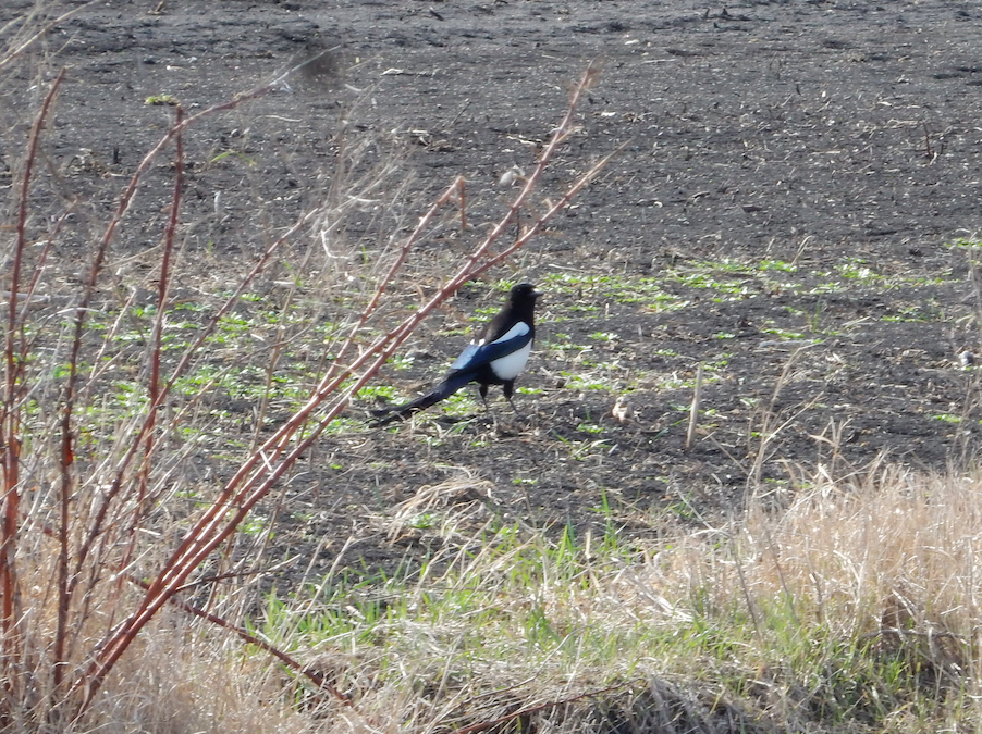 Black-billed Magpie - Tony Crasto