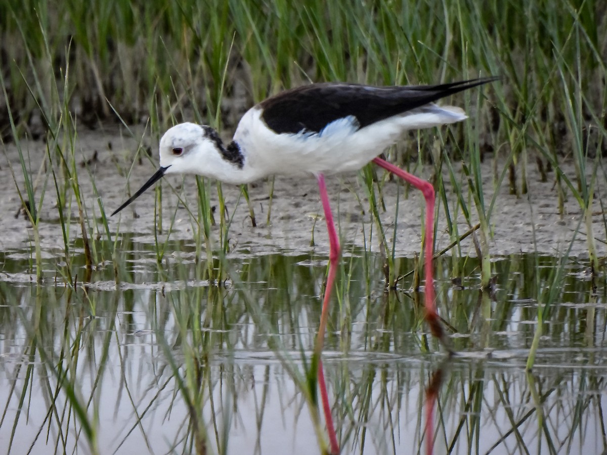 Black-winged Stilt - ML617940726