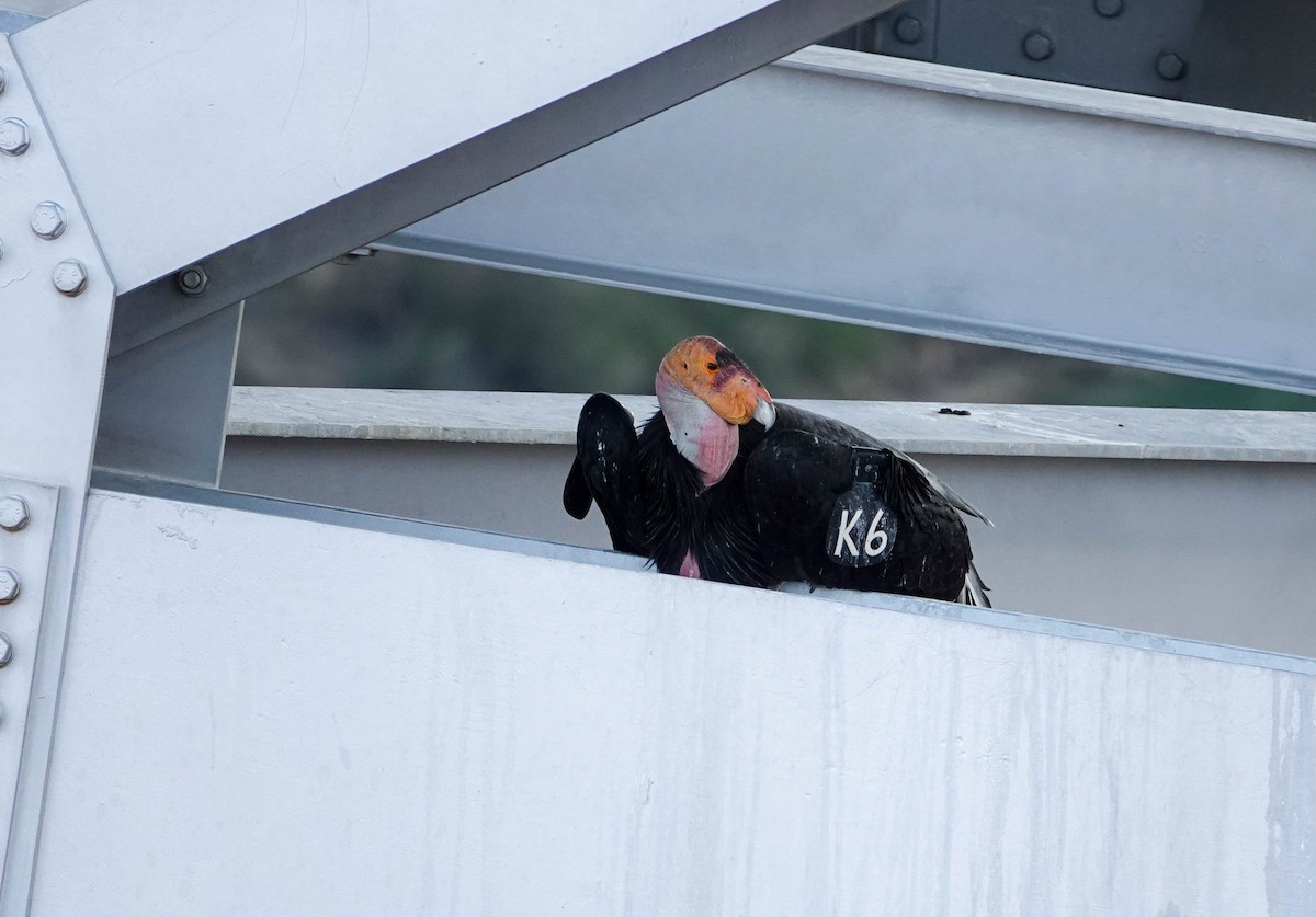 California Condor - Randall Siebert