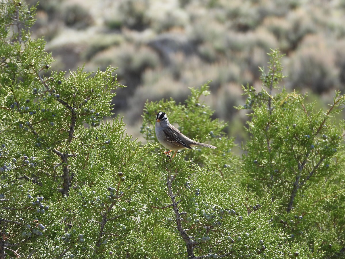 White-crowned Sparrow - ML617940782