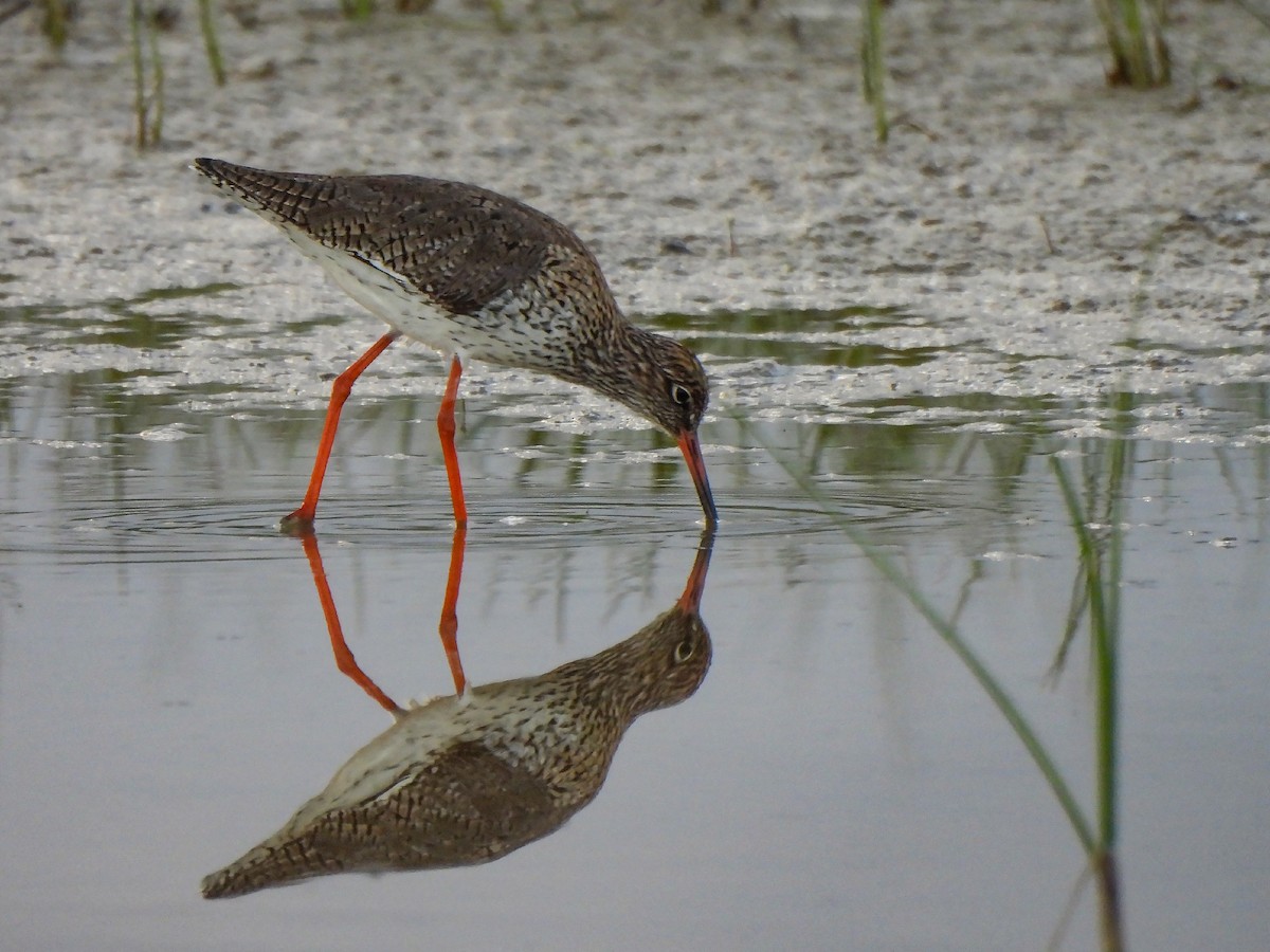 Common Redshank - ML617940825