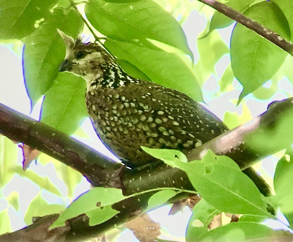 Crested Bobwhite - ML617940842