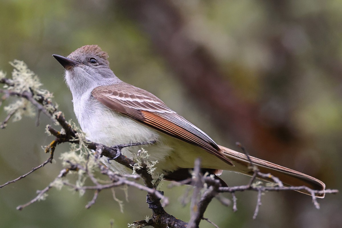 Ash-throated Flycatcher - ML617940844