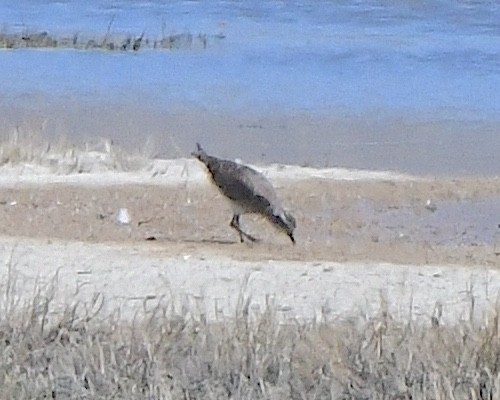 American Golden-Plover - ML617940854