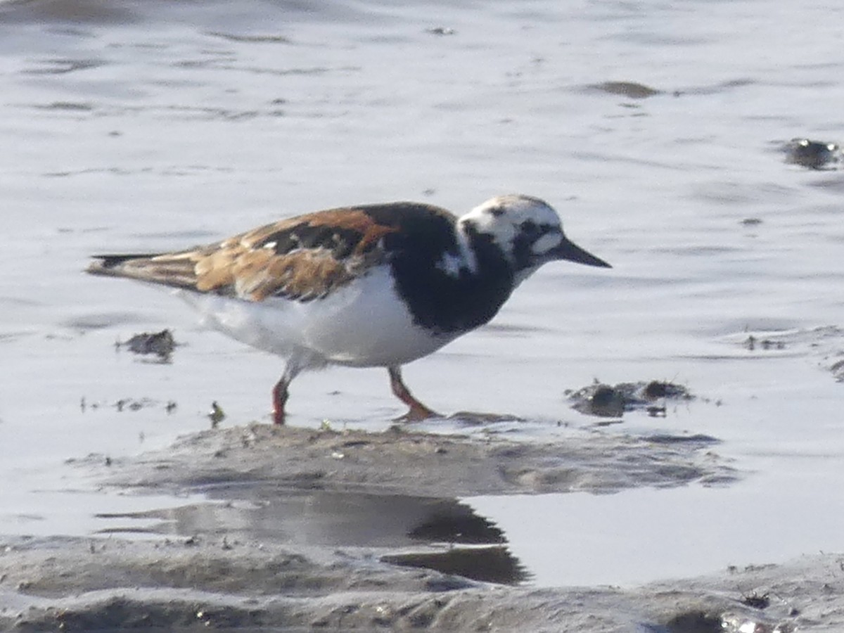 Ruddy Turnstone - ML617940856