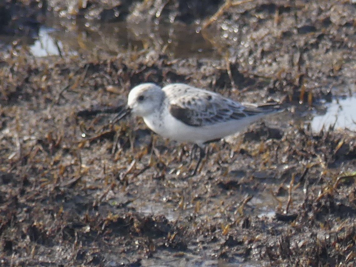 Bécasseau sanderling - ML617940876