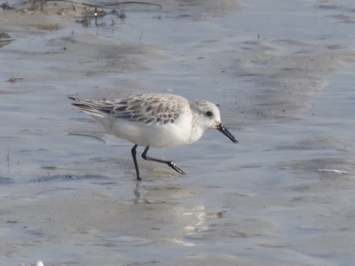 Bécasseau sanderling - ML617940877