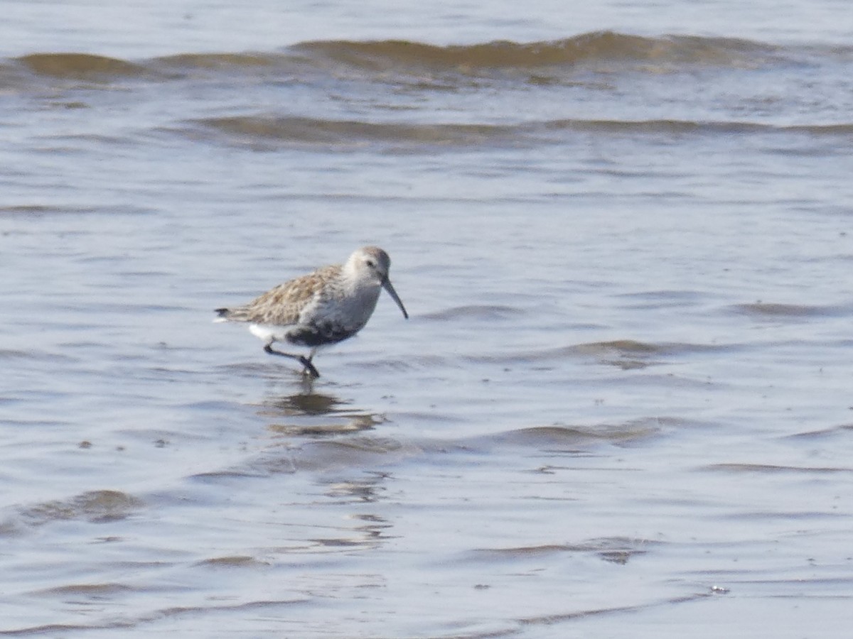 Dunlin - ML617940887