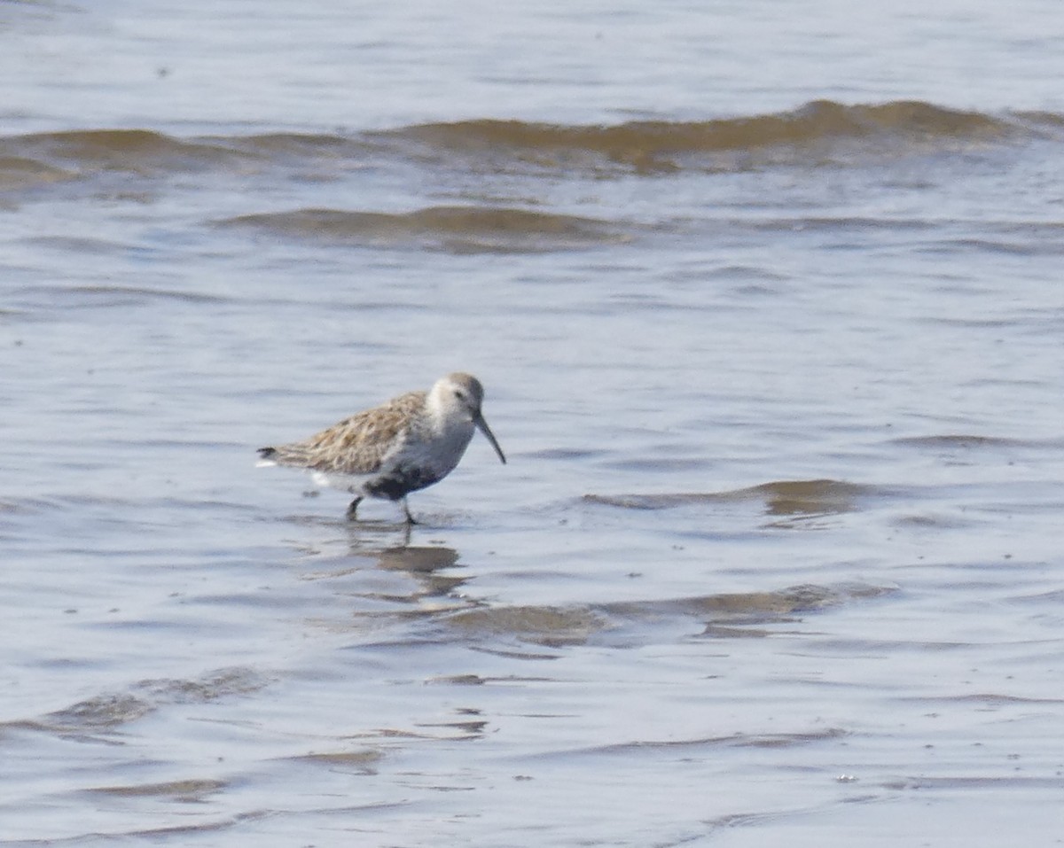 Dunlin - Alain Sylvain