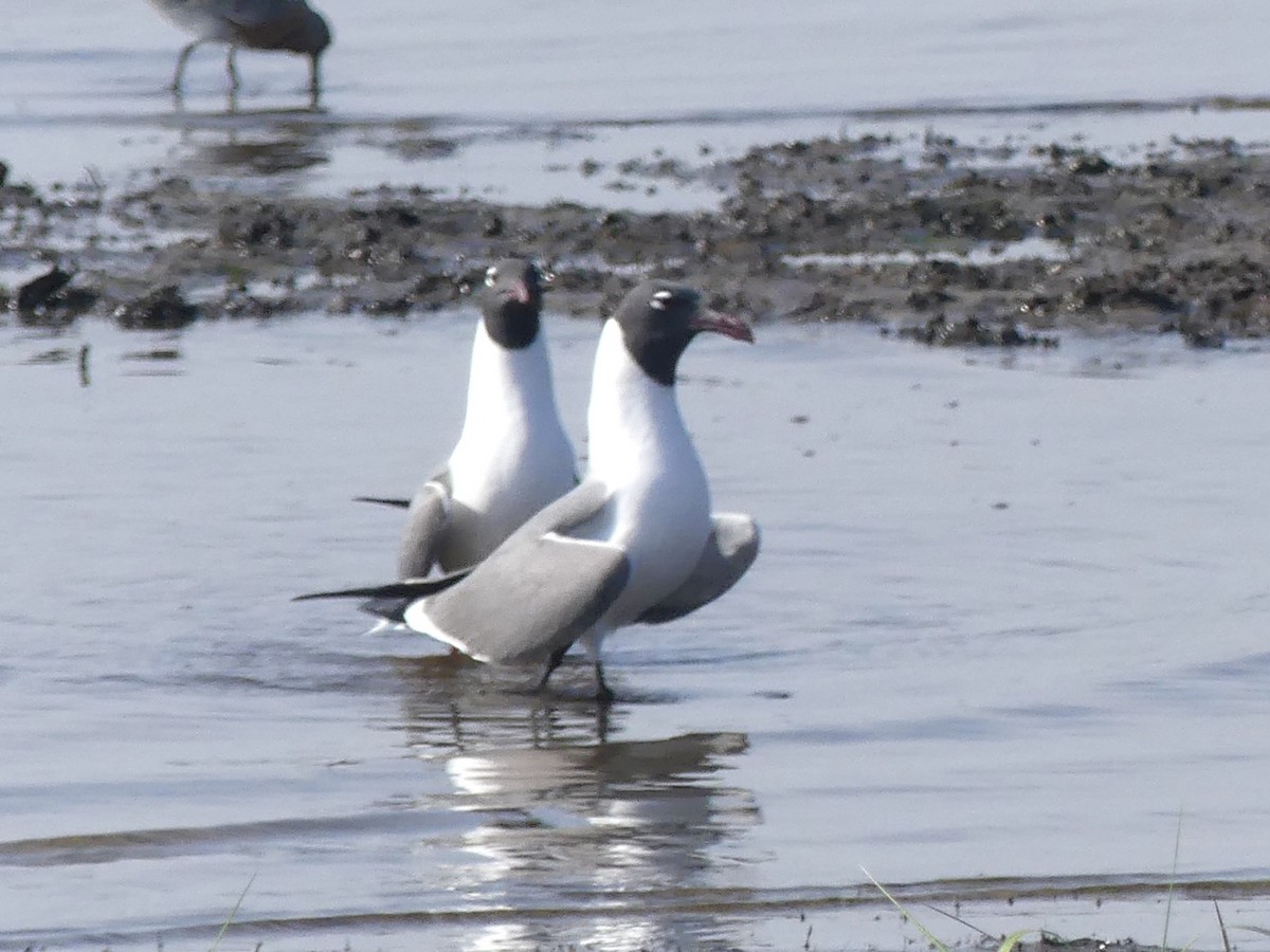 Laughing Gull - ML617940902