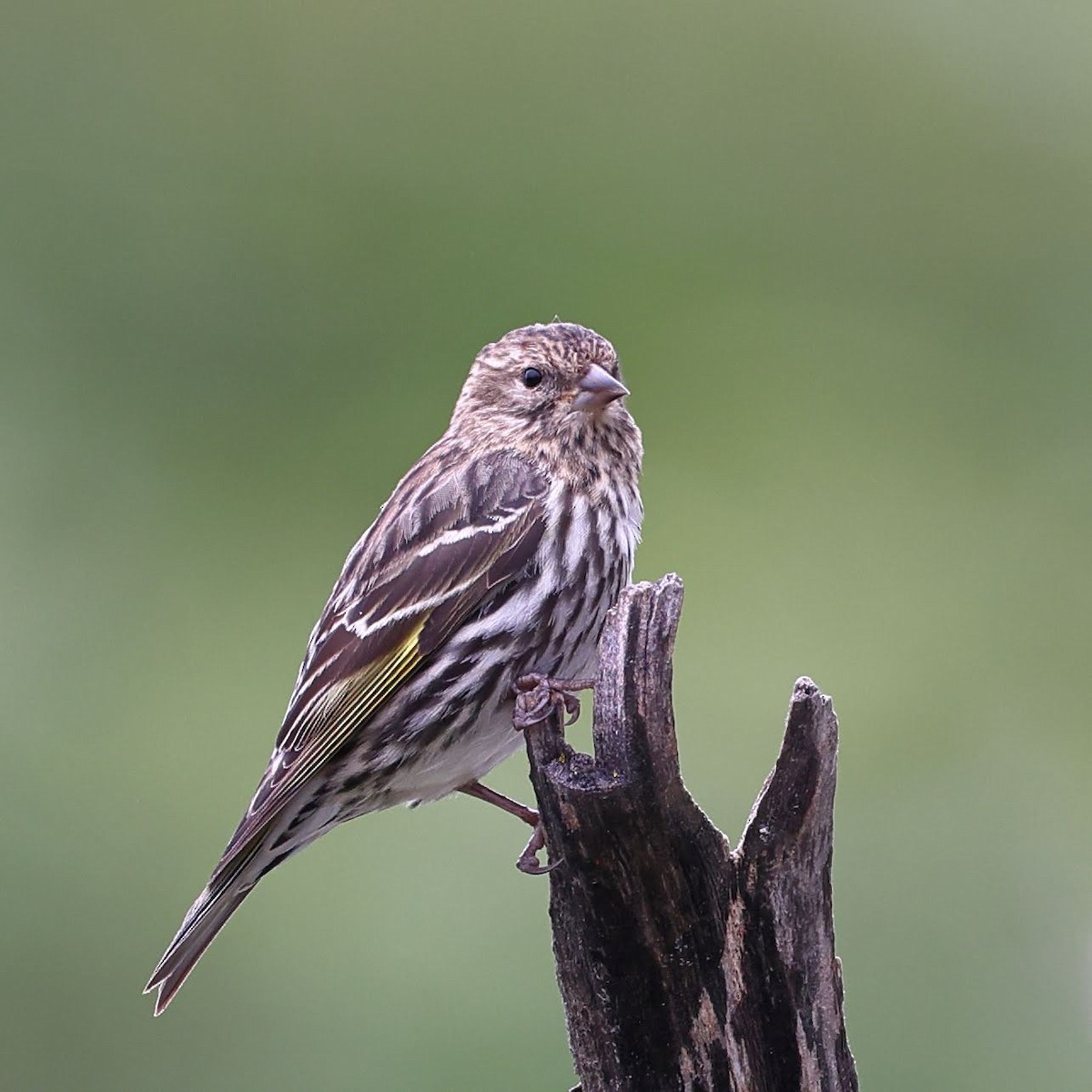 Pine Siskin - ML617940910