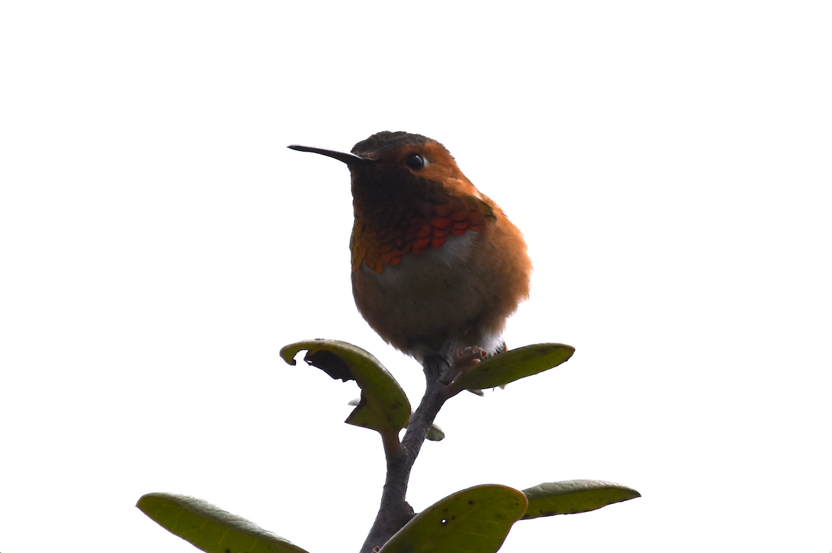 Allen's Hummingbird - ML617940944