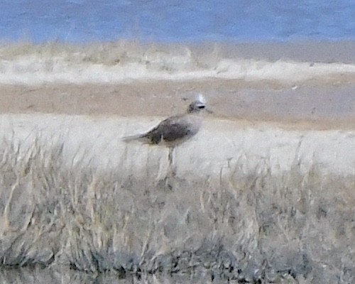 American Golden-Plover - ML617940960