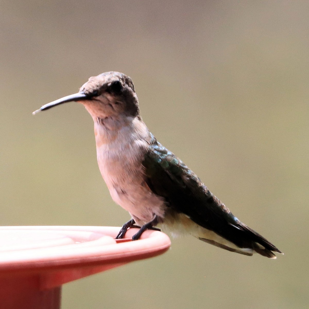 Colibri à gorge noire - ML617940962