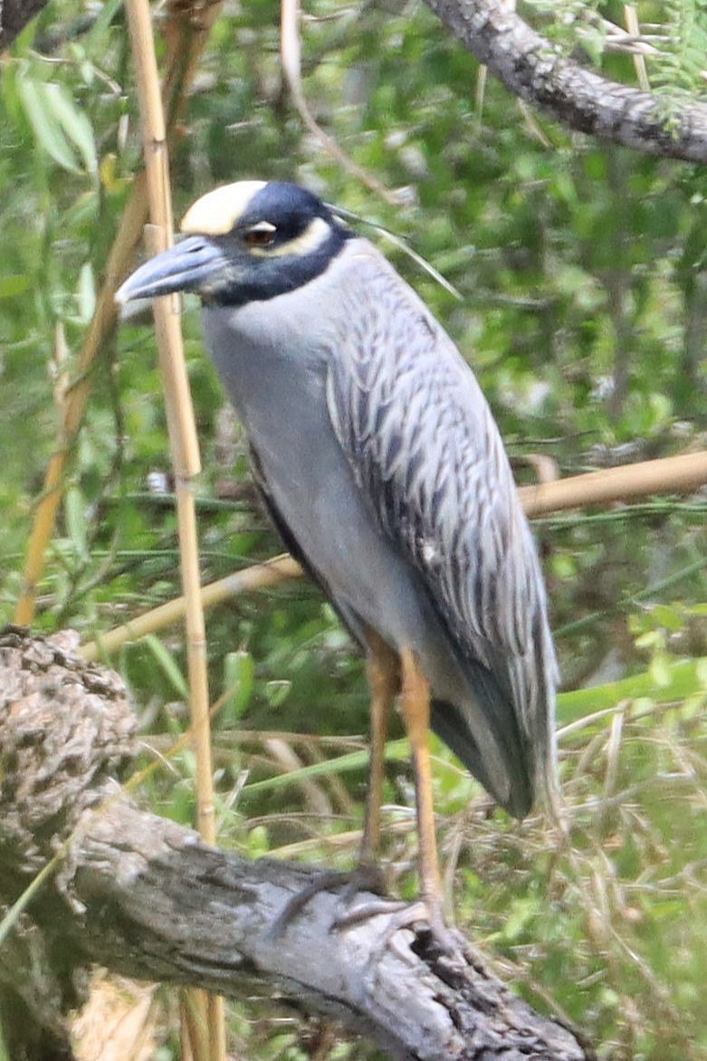 Yellow-crowned Night Heron - ML617940978