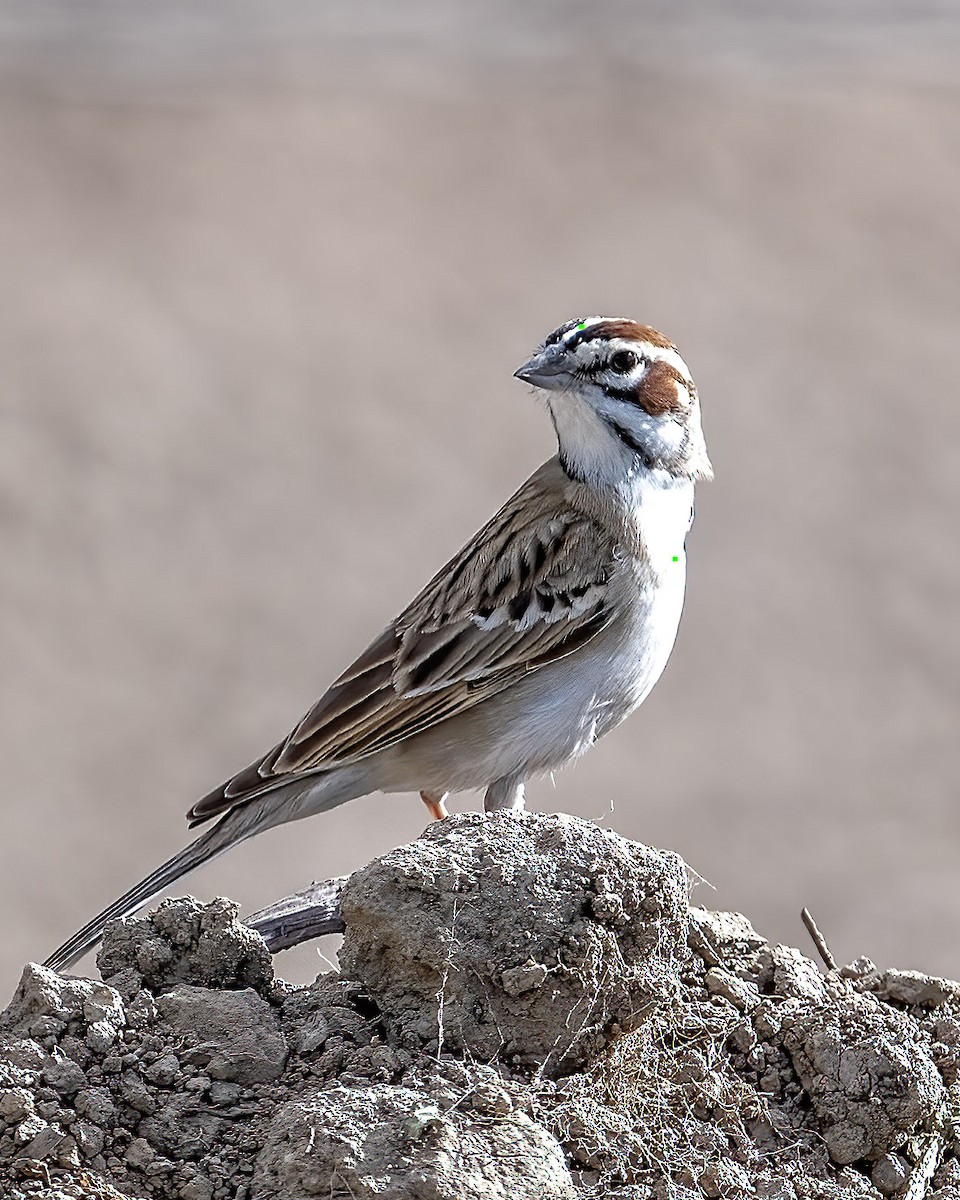 Lark Sparrow - ML617940993