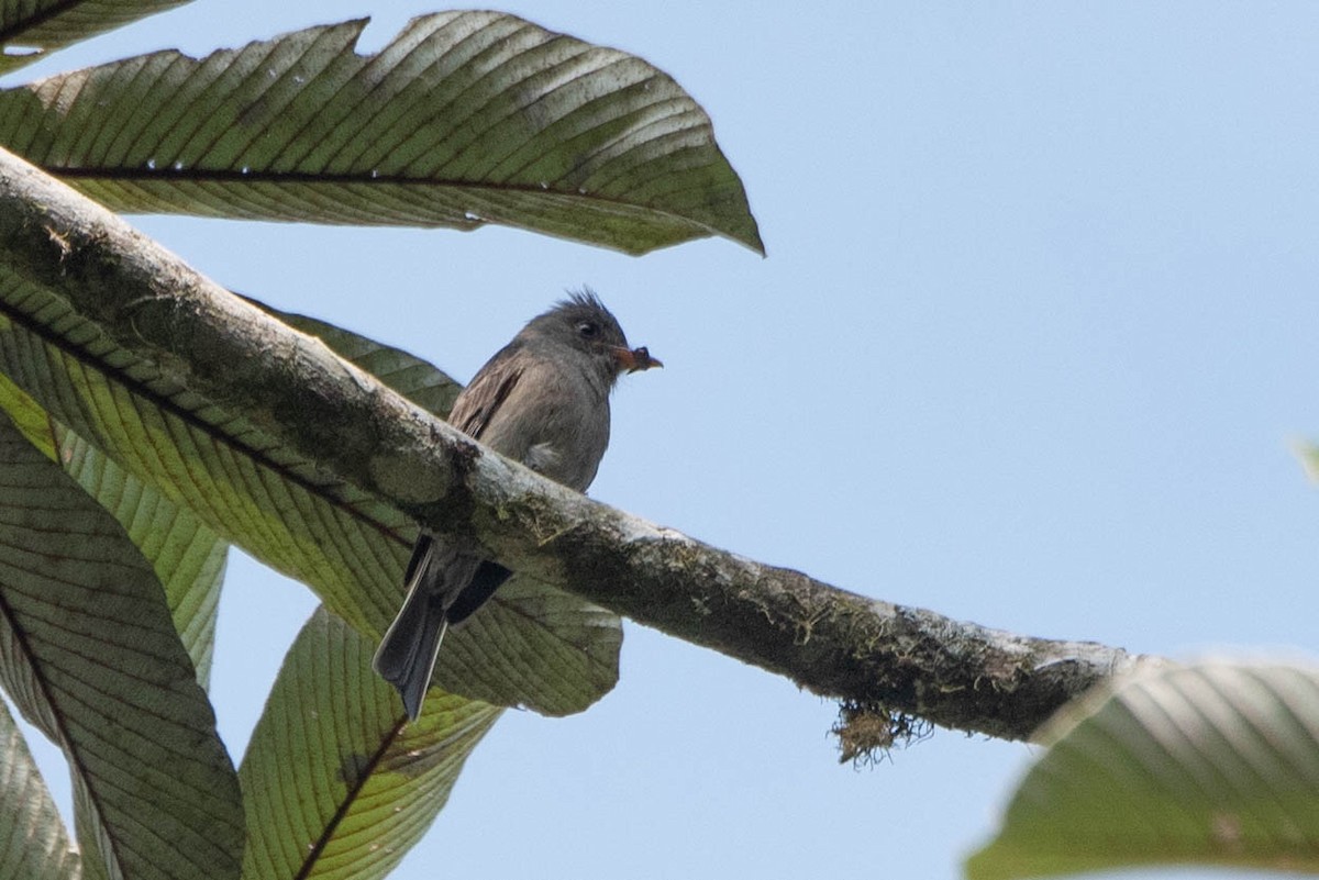 Dark Pewee - ML617941000