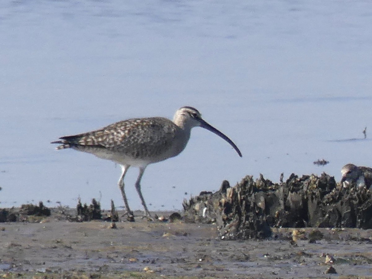 Whimbrel - ML617941022