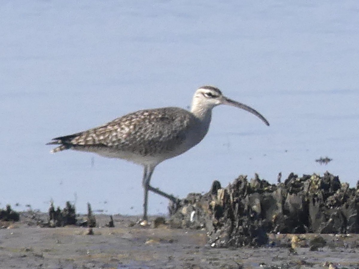 Whimbrel - ML617941023