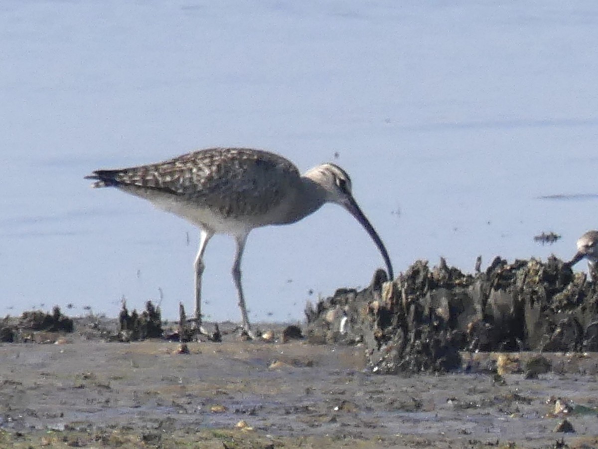 Whimbrel - ML617941024