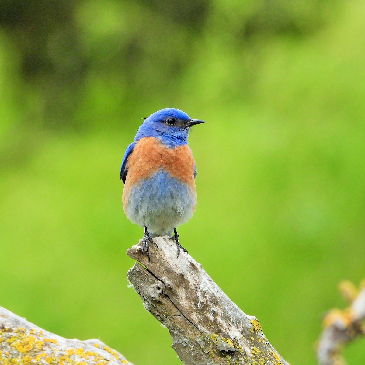 Western Bluebird - Carol Ann Krug Graves