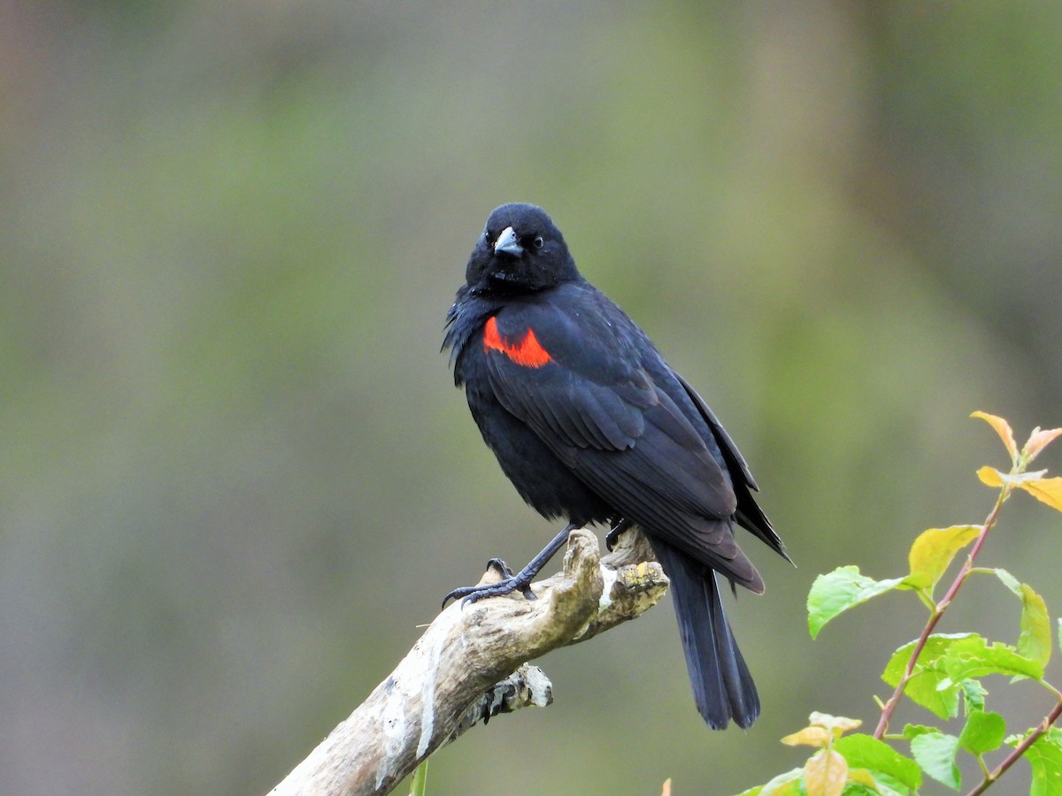 Red-winged Blackbird - Carol Ann Krug Graves