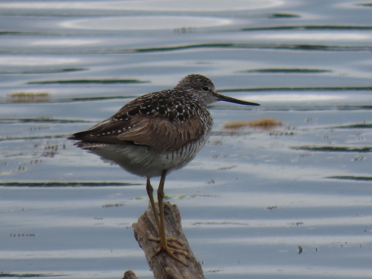 Greater Yellowlegs - ML617941063