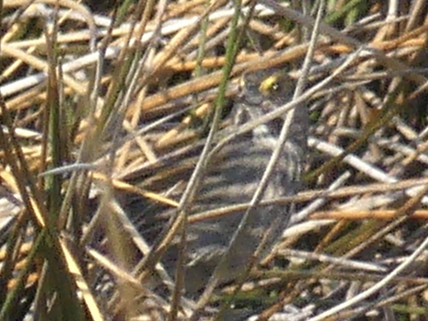 Seaside Sparrow - ML617941079