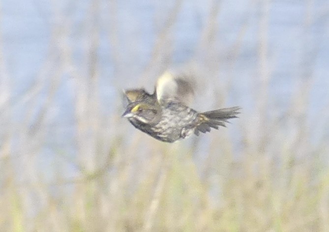 Seaside Sparrow - Alain Sylvain