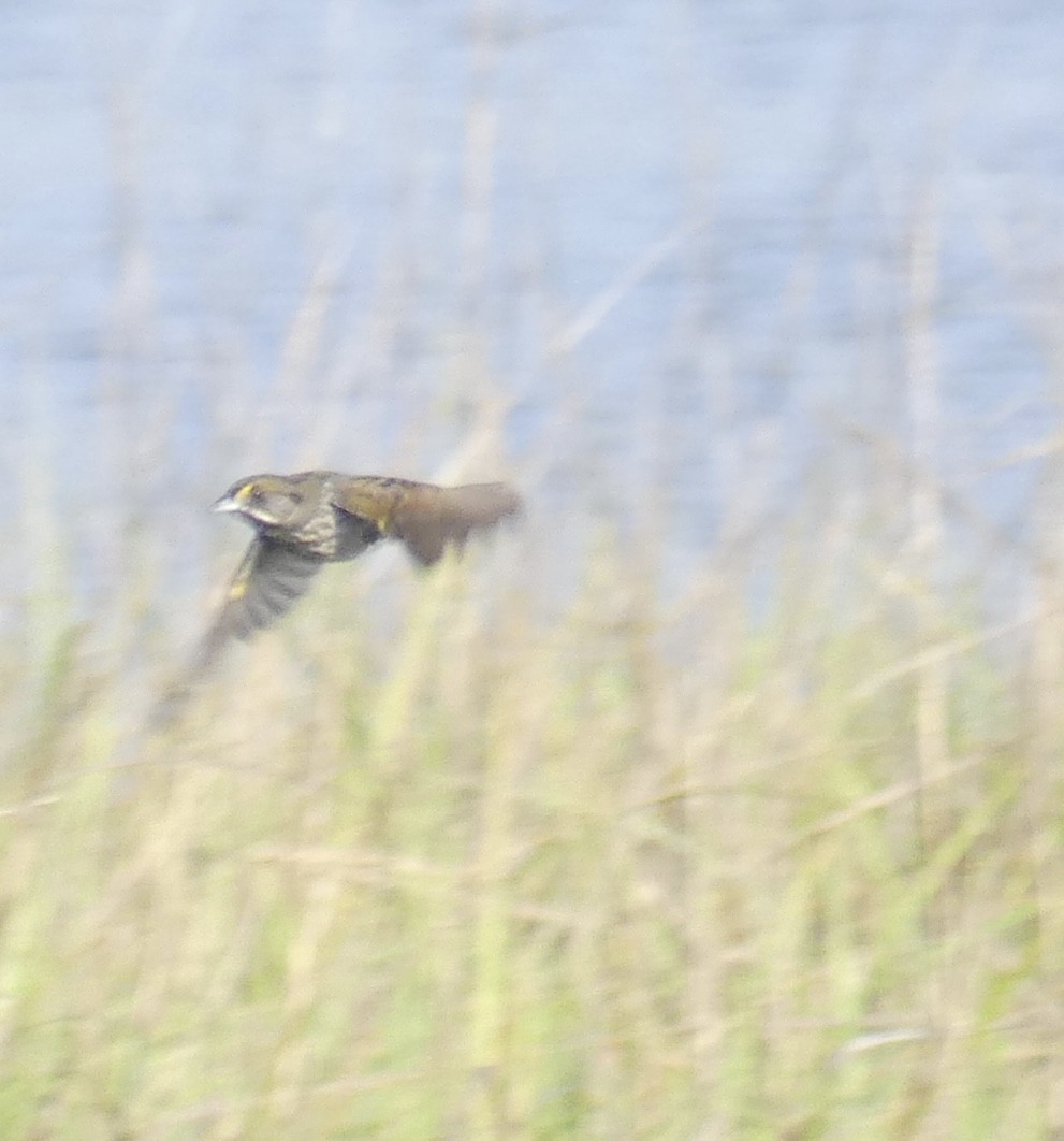 Seaside Sparrow - ML617941081