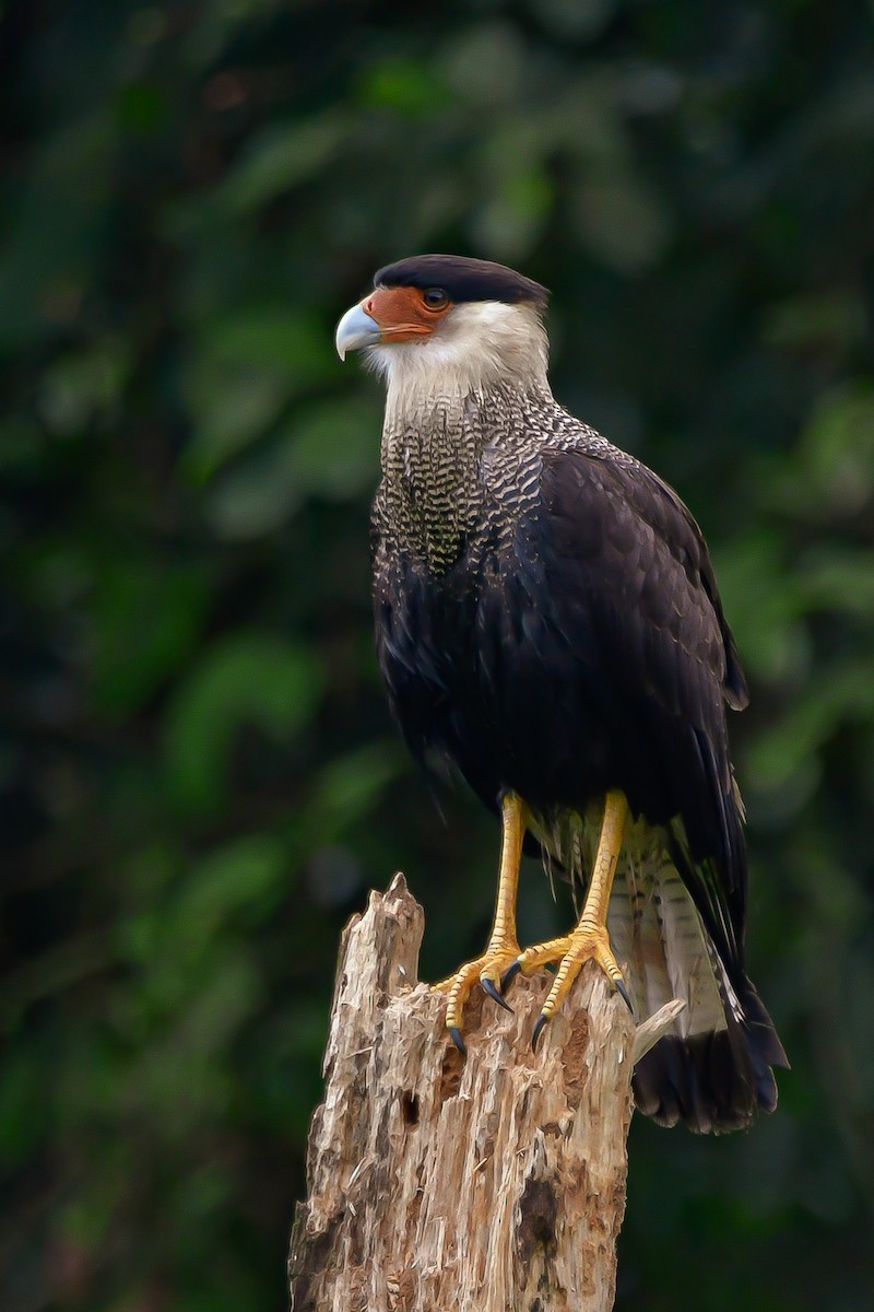 Crested Caracara - Elisa Focante