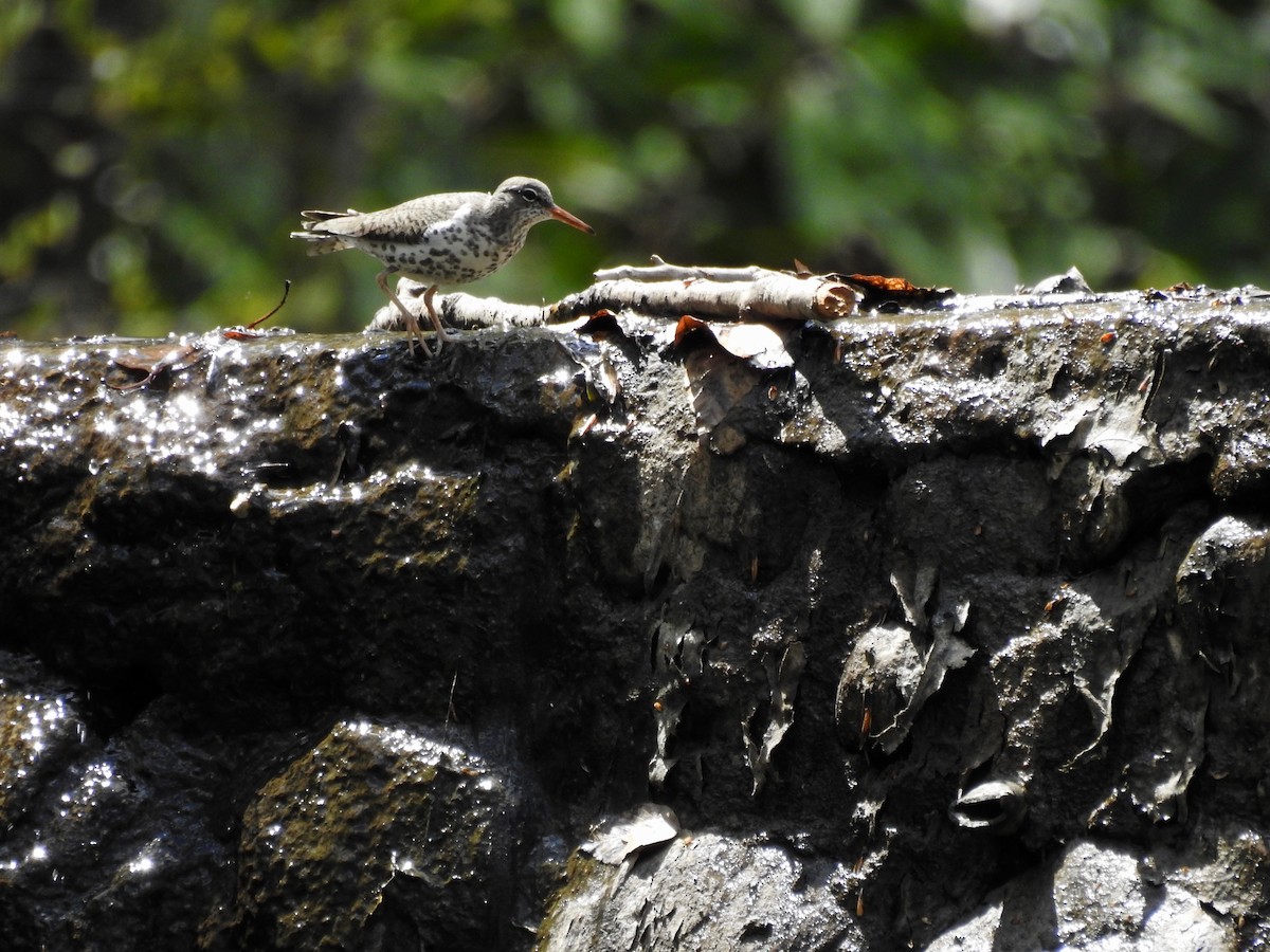 Spotted Sandpiper - ML617941157