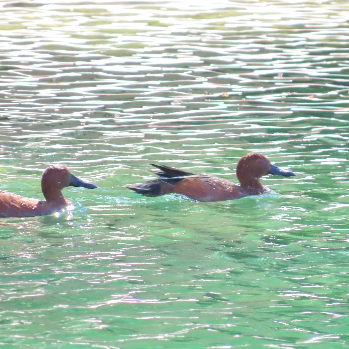 Cinnamon Teal - ML617941158