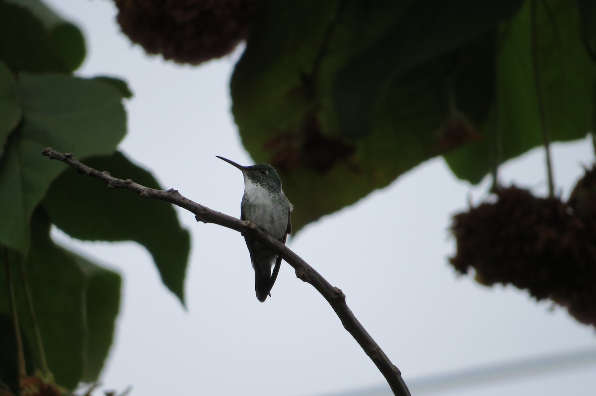 kolibřík pestrý - ML617941160