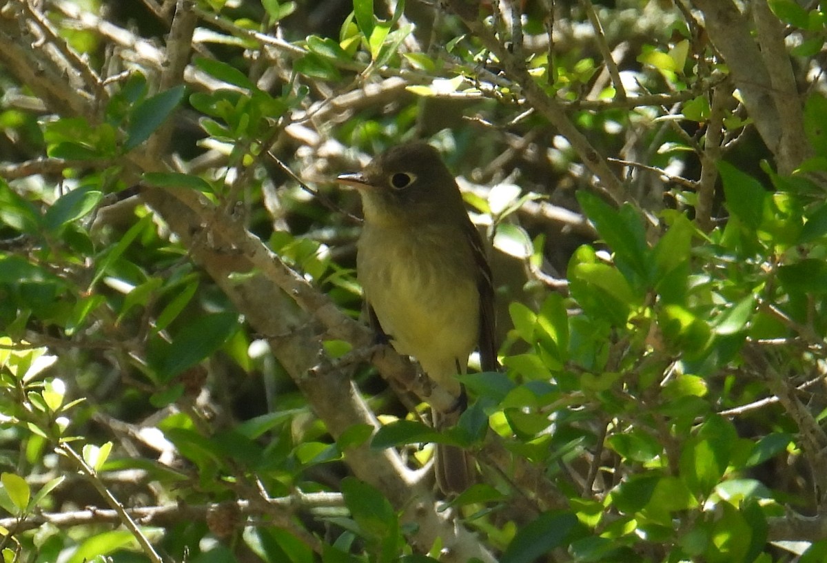 Western Flycatcher - ML617941163