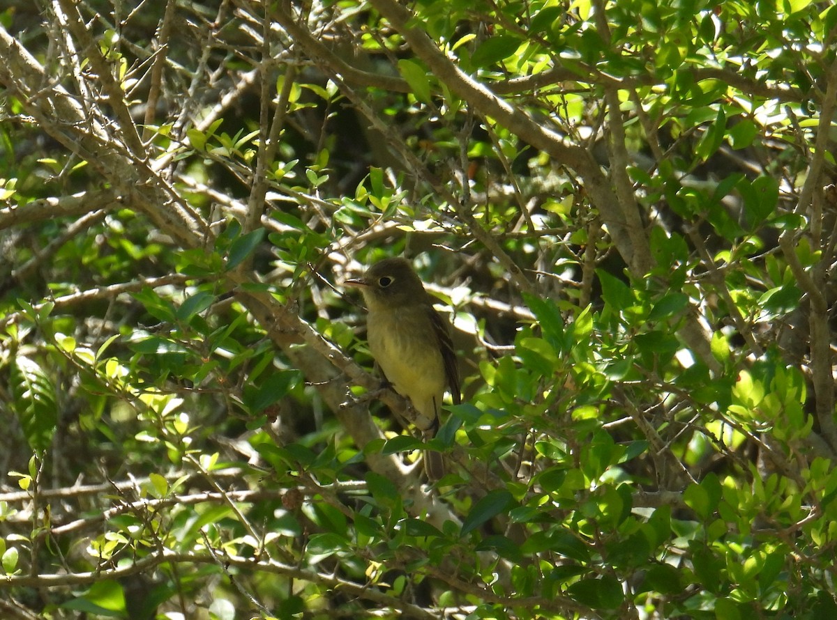 Western Flycatcher - ML617941169