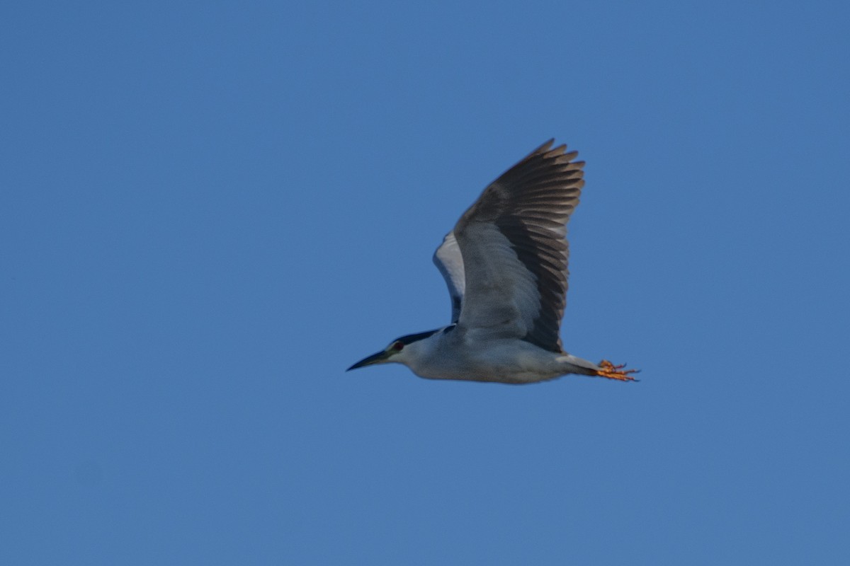 Black-crowned Night Heron - ML617941171