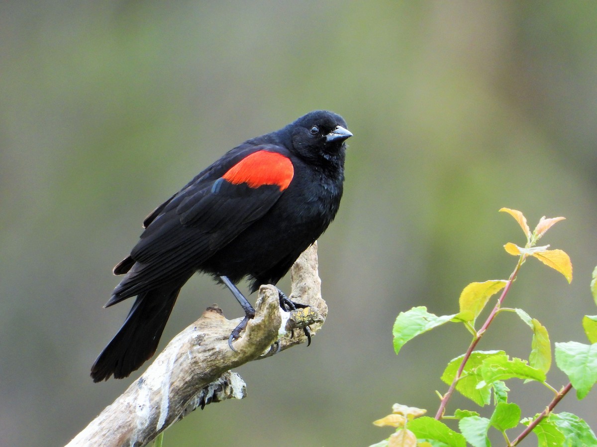 Red-winged Blackbird - Carol Ann Krug Graves