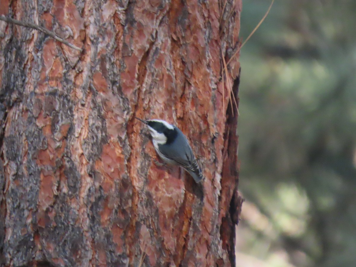 White-breasted Nuthatch - ML617941193