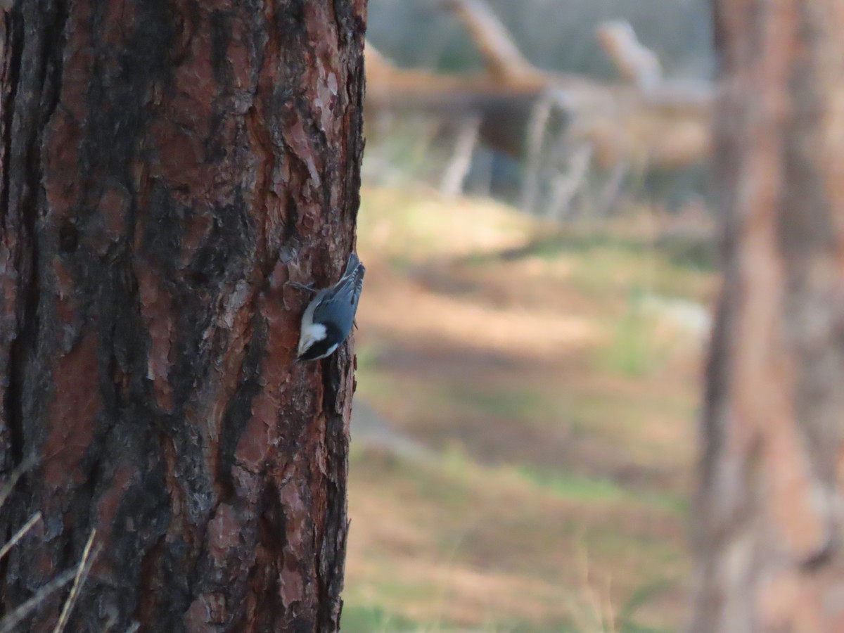 White-breasted Nuthatch - ML617941196