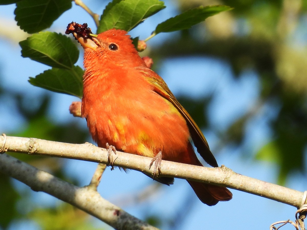 Summer Tanager - Annelia Williams