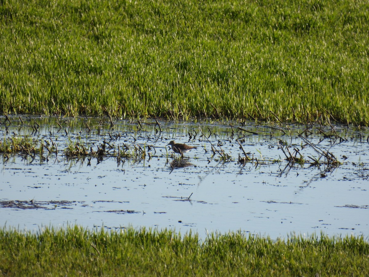 Bécasseau à poitrine cendrée - ML617941204