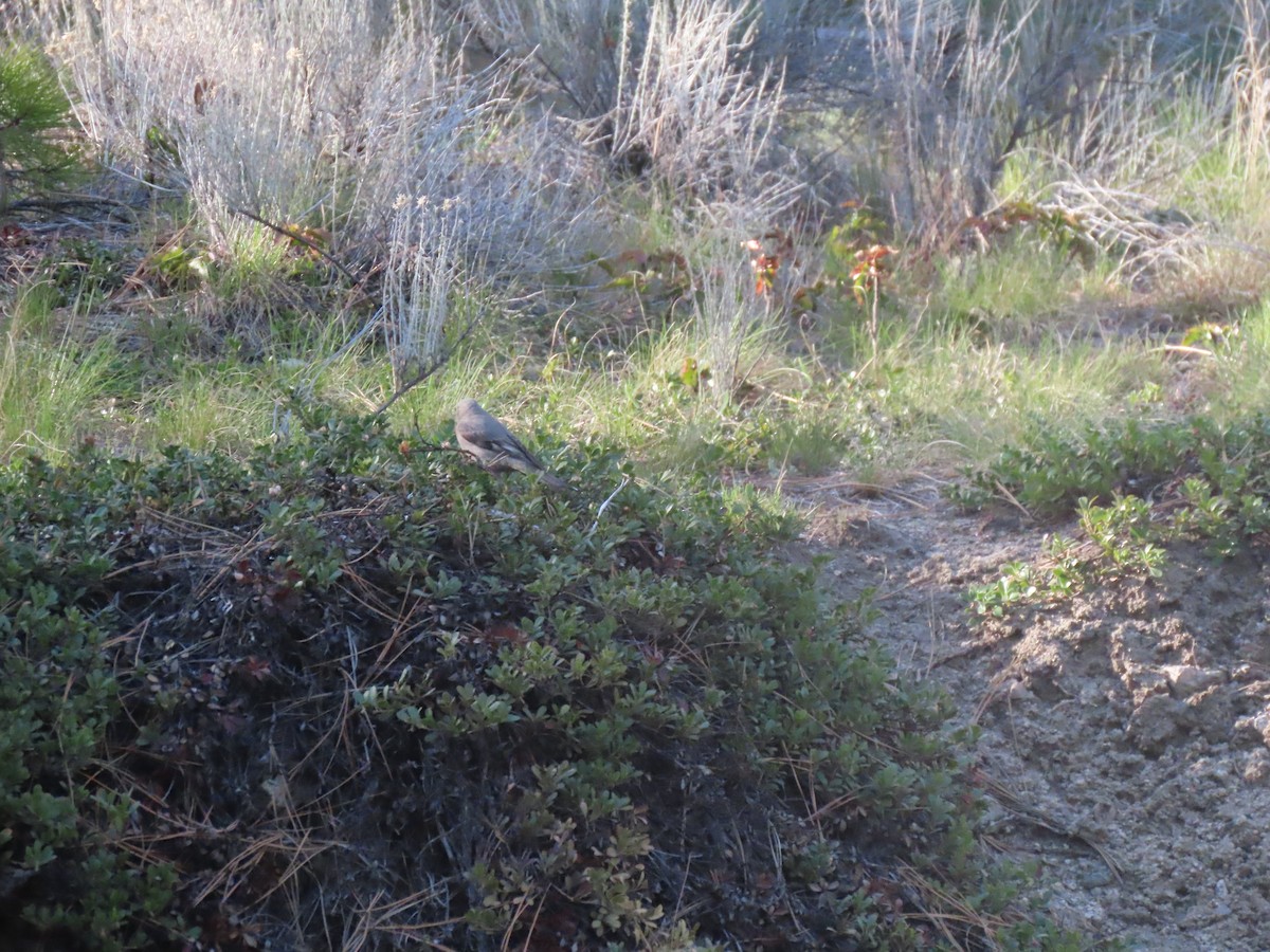 Townsend's Solitaire - ML617941214