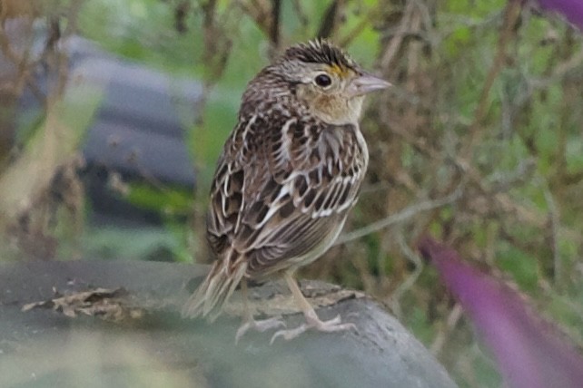 Grasshopper Sparrow - ML617941226