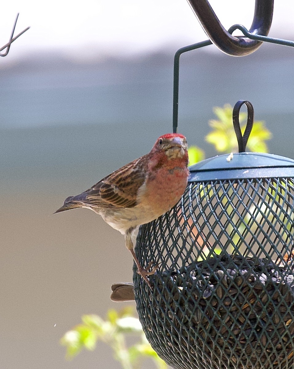 Cassin's Finch - ML617941227