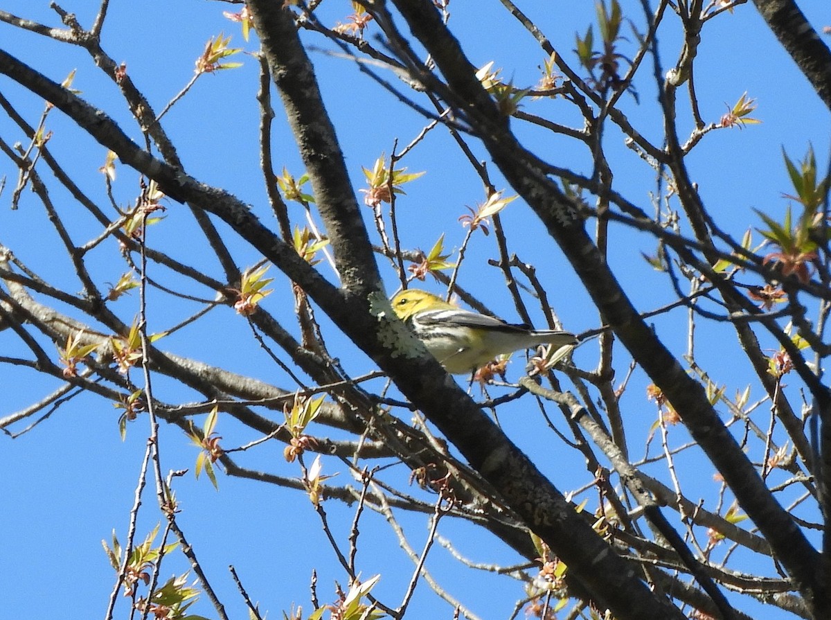 Black-throated Green Warbler - ML617941249