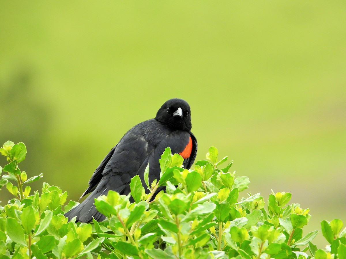 Red-winged Blackbird - Carol Ann Krug Graves