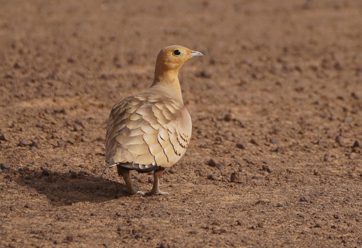 Chestnut-bellied Sandgrouse - ML617941382