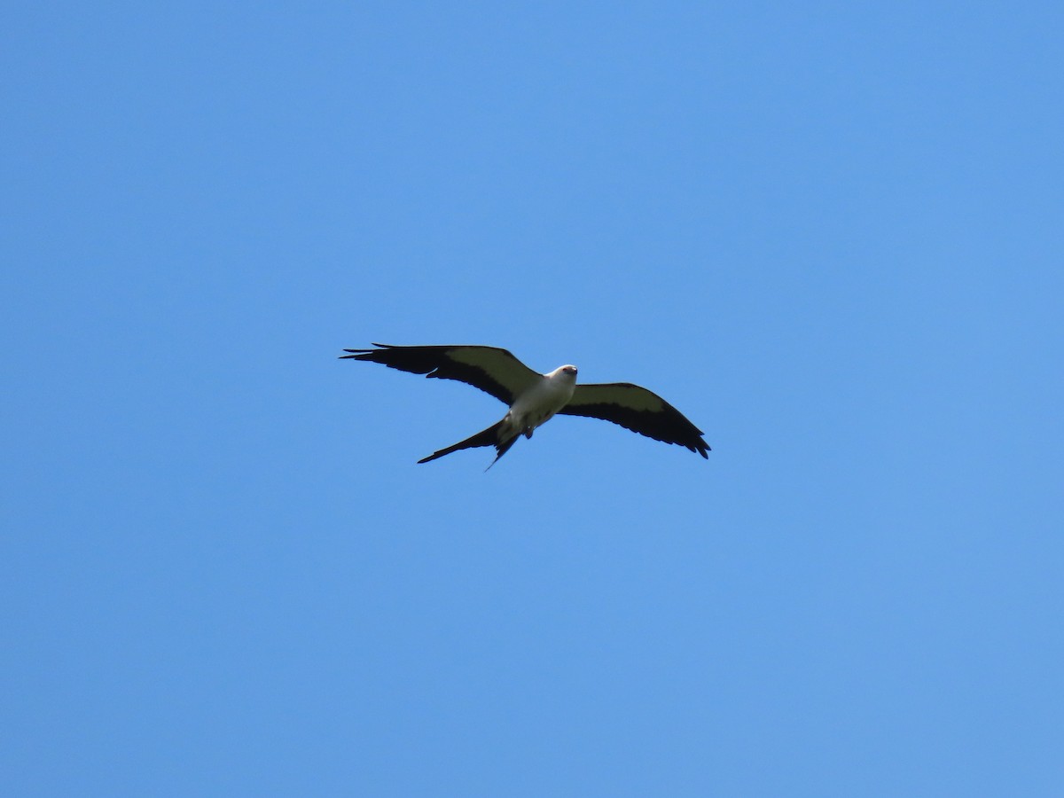 Swallow-tailed Kite - Doug Graham