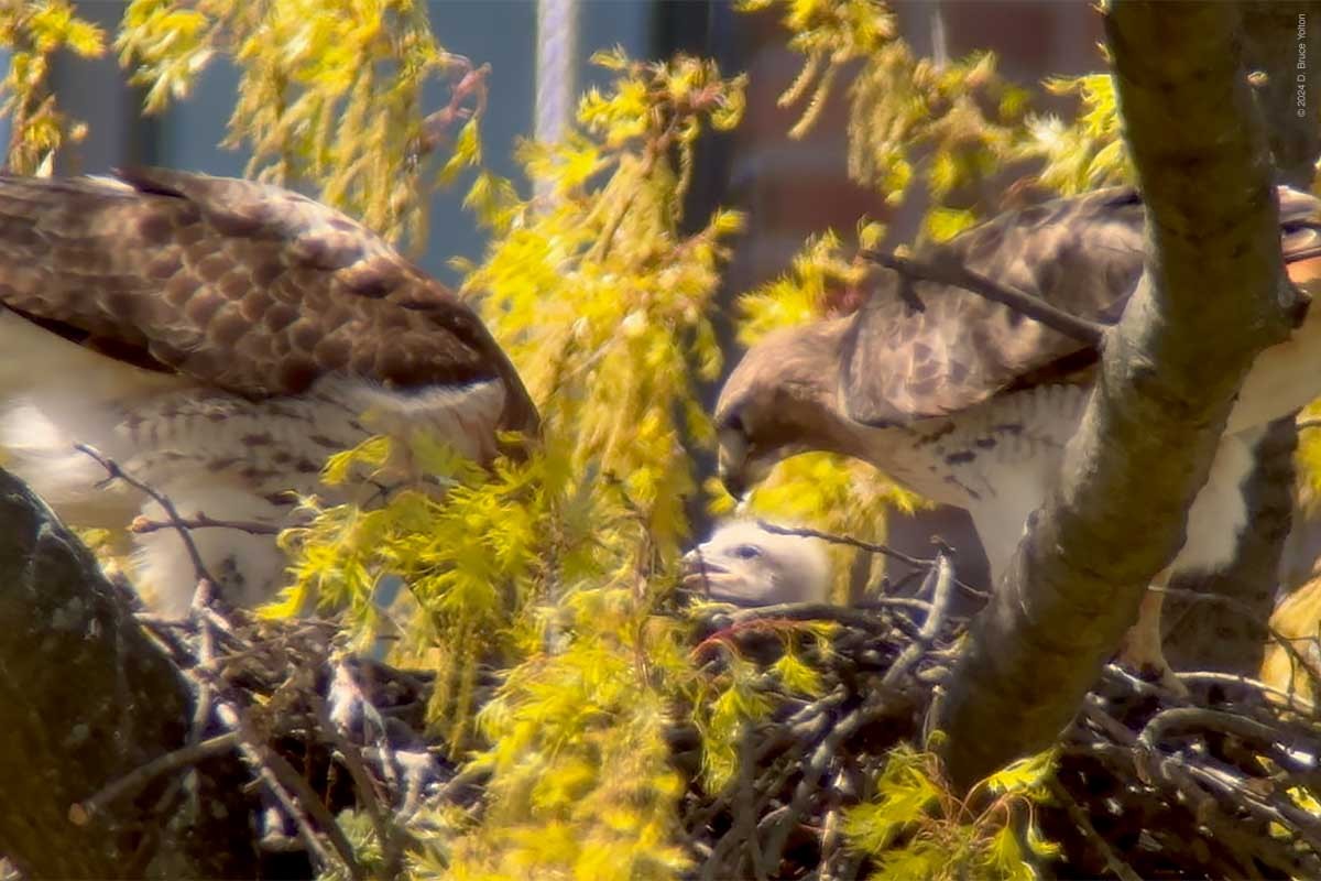 Red-tailed Hawk - ML617941440